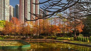 Covering an area of around 7 hectares, Tsing Yi Park offers a quiet and pleasant environment with tree-shaded walkways and ornamental Lakes. Tsing Yi Park boasts various pavilions designed in a European style with red brick roofs and white classical balustrades. The autumn foliage of the Bald Cypress trees (<i>Taxodium distichum</i>) and Sweet Gum trees (<i>Liquidambar formosana</i>) provide unique photographic opportunities and attracts many visitors to the park during the Autumn season.